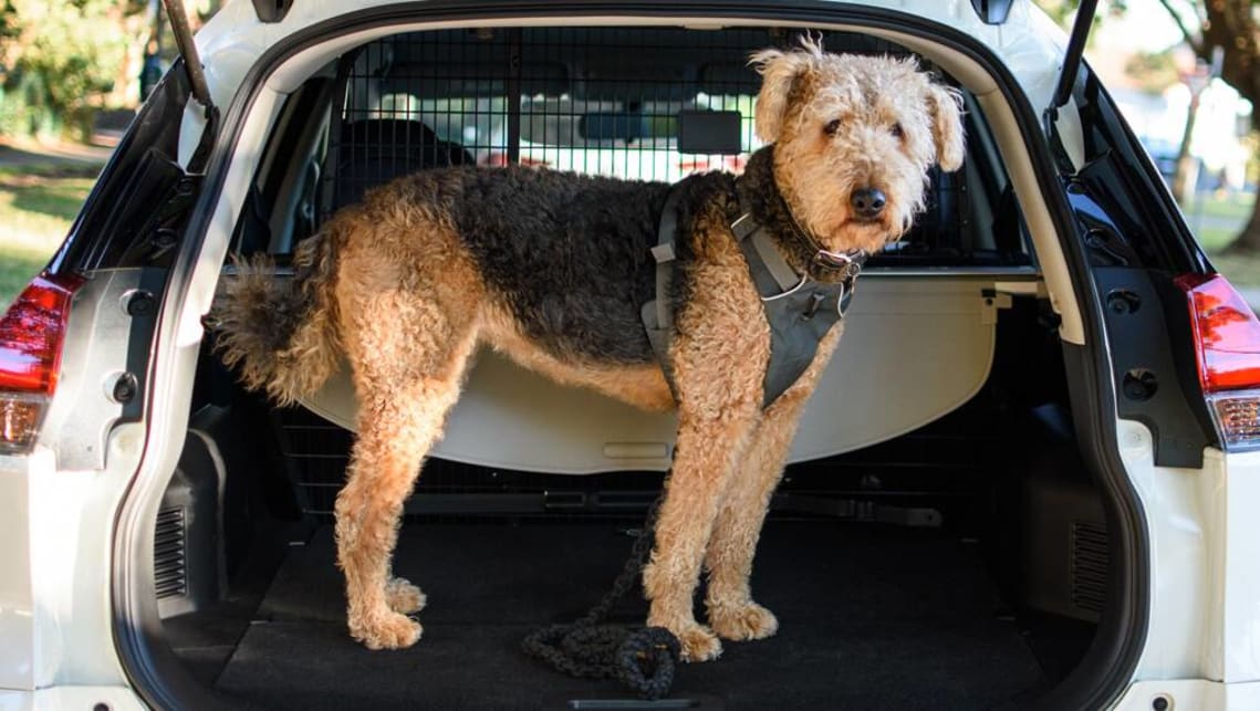Unrestrained dogs a danger while driving: Volvo